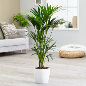 Vente Palmier Kentia de Foster - Howea forsteriana