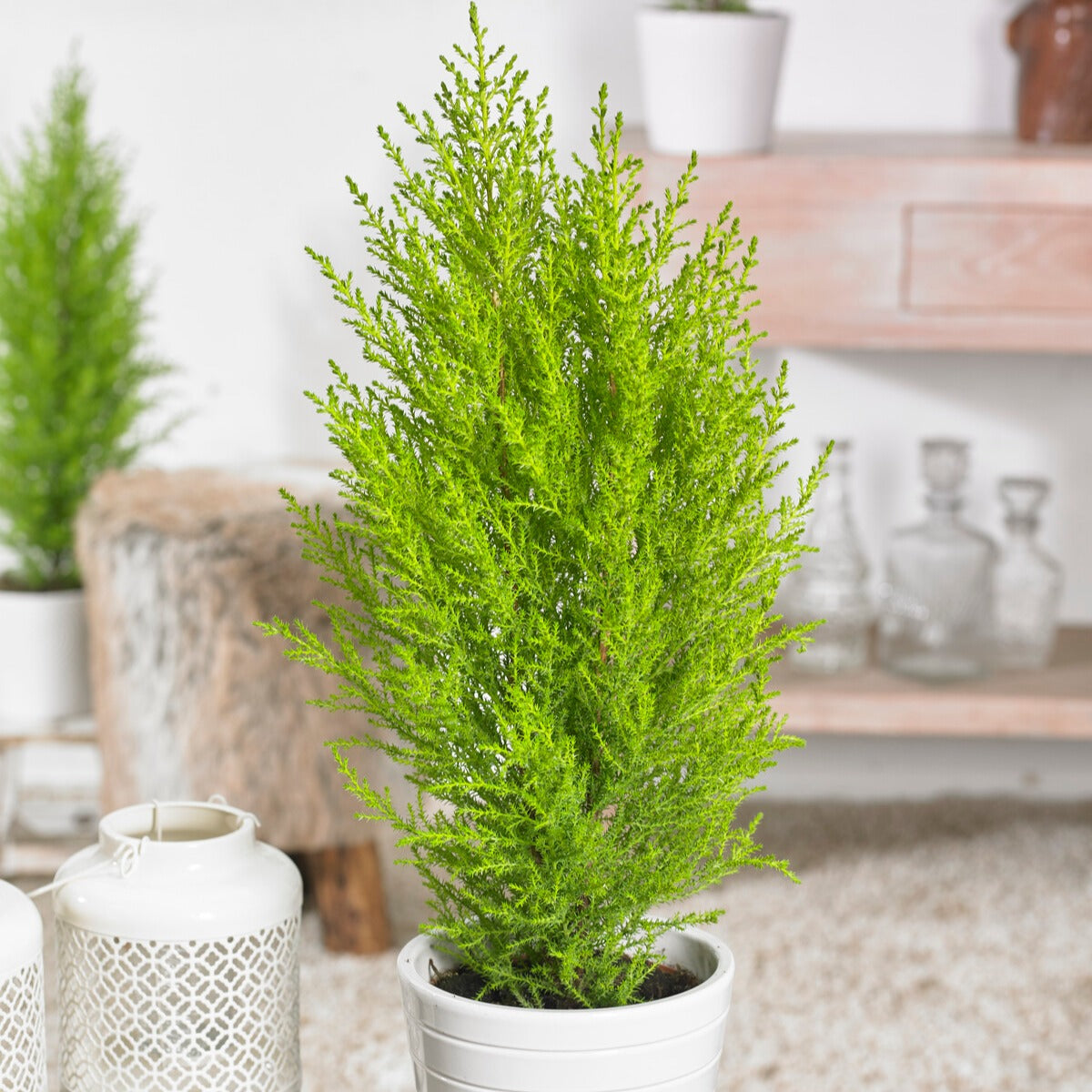 Cupressus Goldcrest Wilma - Willemse