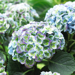 Hortensia Revolution Blue - Hydrangea macrophylla Revolution Blue - Willemse
