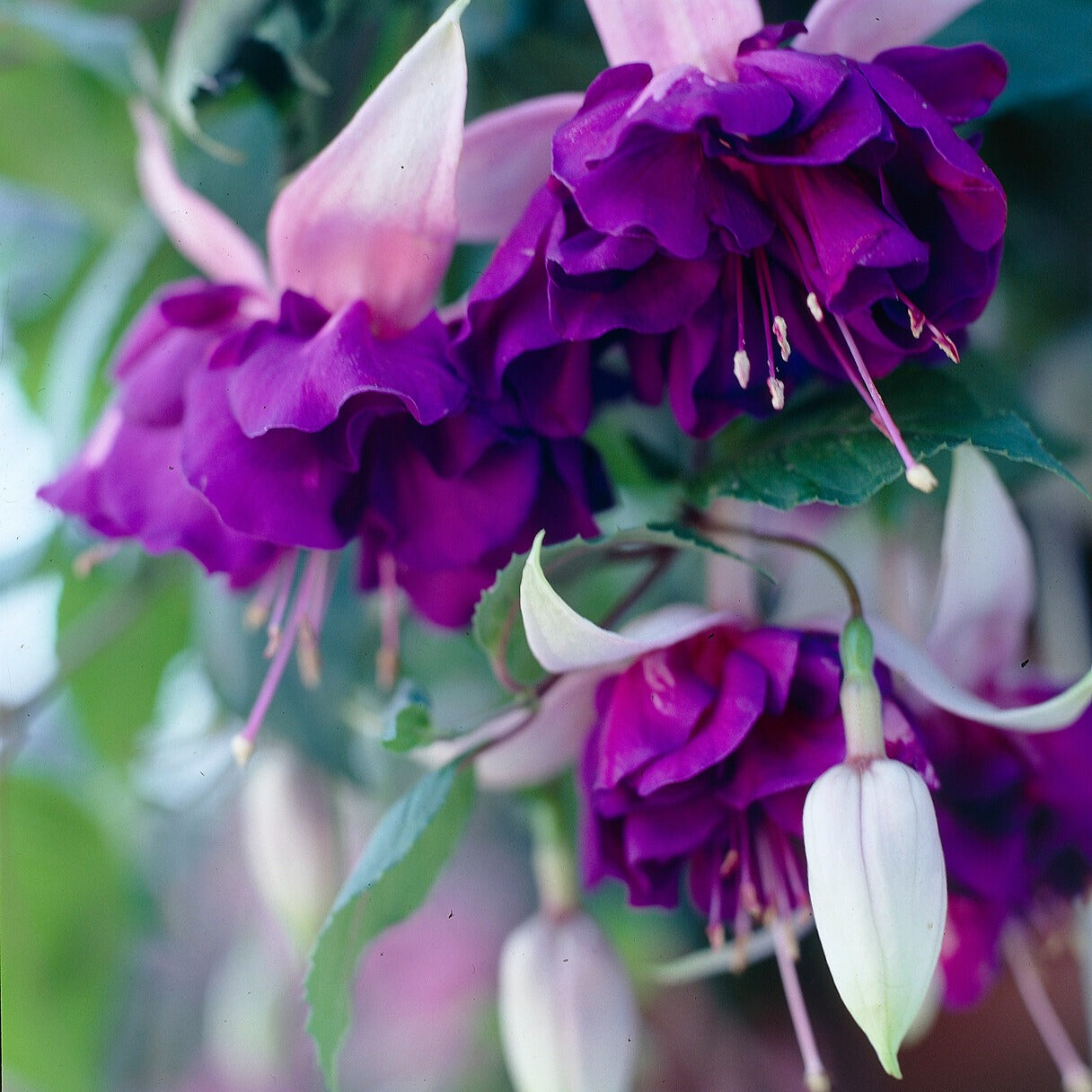 3 Fuchsias retombants Royal Mosaic - Fuchsia Royal Mosaic - Willemse