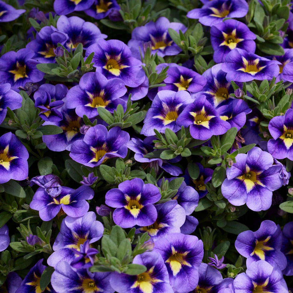 Vente 3 Mini-pétunias Bumble Bee - Calibrachoa Cabaret® Bumble Bee