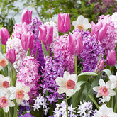 35 Bulbes de fleurs Bordure Rose en mélange - Willemse