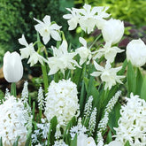 35 Bulbes de fleurs Bordure Blanche en mélange - Willemse