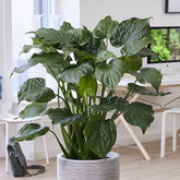 Oreille d'éléphant naine - Alocasia - Willemse