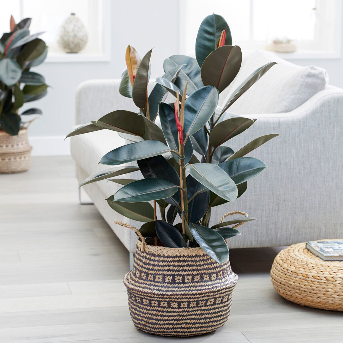 Caoutchouc Ficus elastica « Robusta » 35 cm – Acheter des plantes d Caoutchouc Ficus elastica « Robusta » 35 cm – Acheter des plantes d
