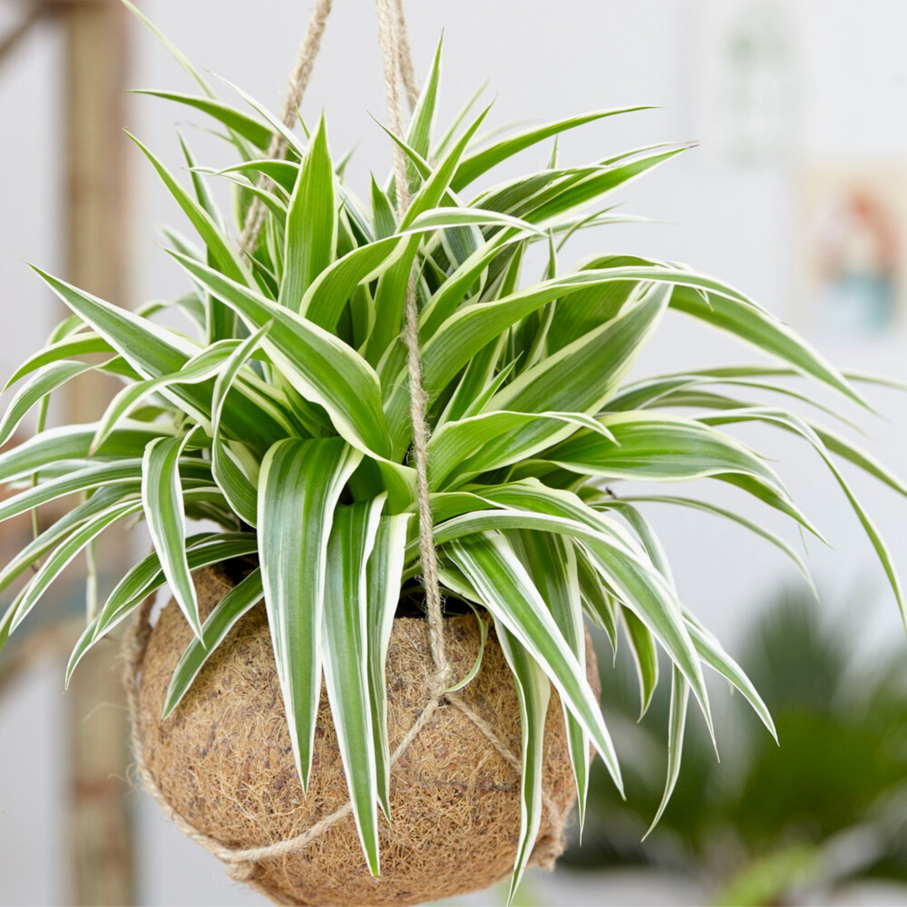 Plantes vertes - Phalangère Ocean - Chlorophytum comosum Ocean