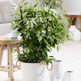 Ficus benjamina Anastasia - Willemse