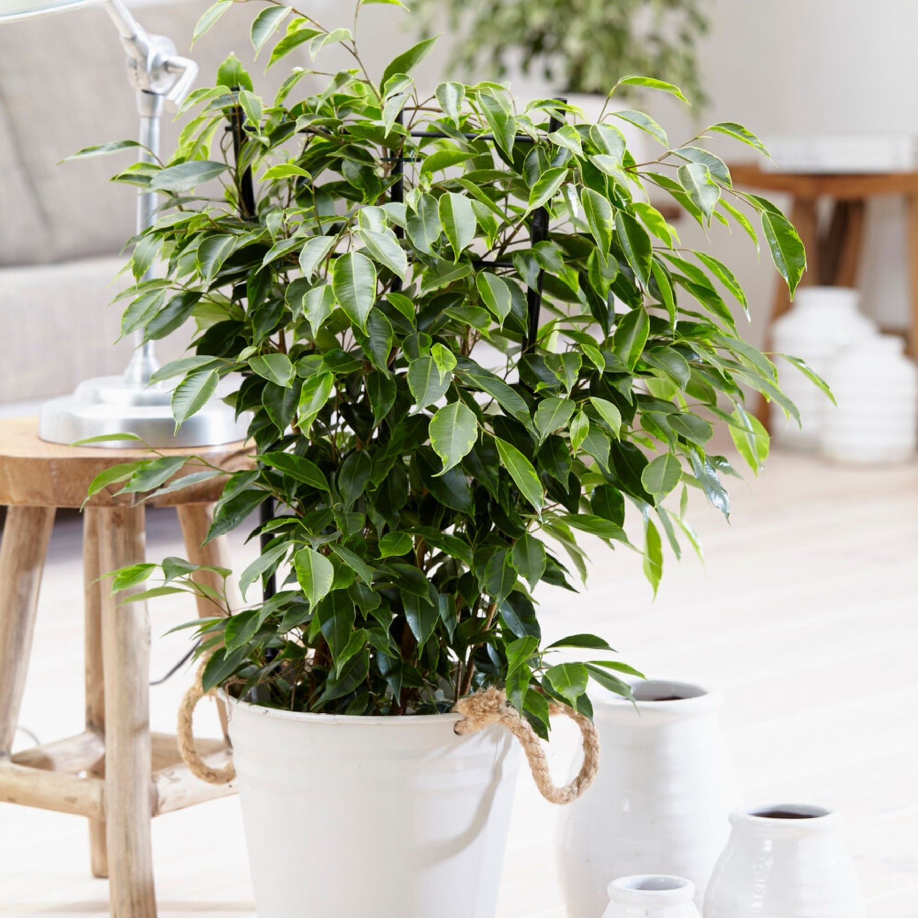 Ficus benjamina Anastasia - Willemse
