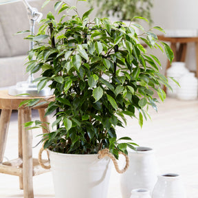 Ficus benjamina Anastasia - Willemse