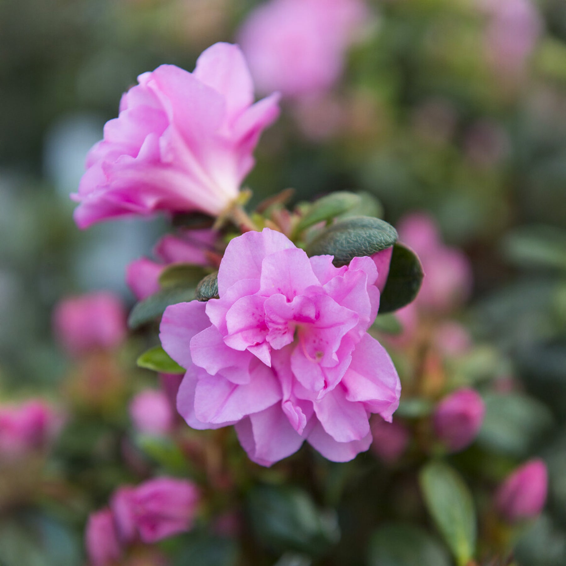 Azalea japonica Lilac Surprise  - Azalée du Japon Lilac Surprise - Azalées