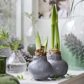 Wax Amaryllis  Gloss Silver - Willemse