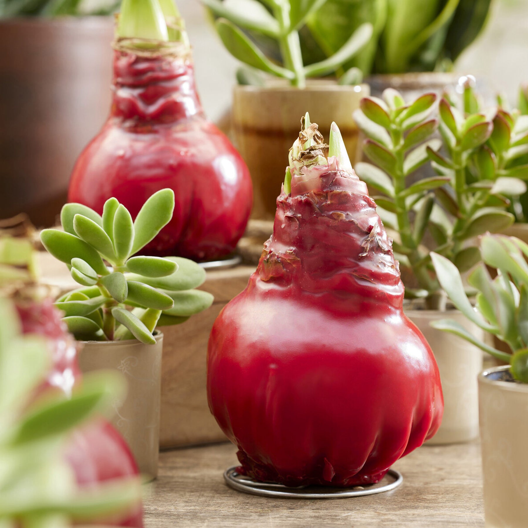 Wax Amaryllis  Gloss X Mas Red - Amaryllis Gloss X Mas Red - Willemse