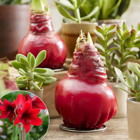 Wax Amaryllis  Gloss X Mas Red - Willemse