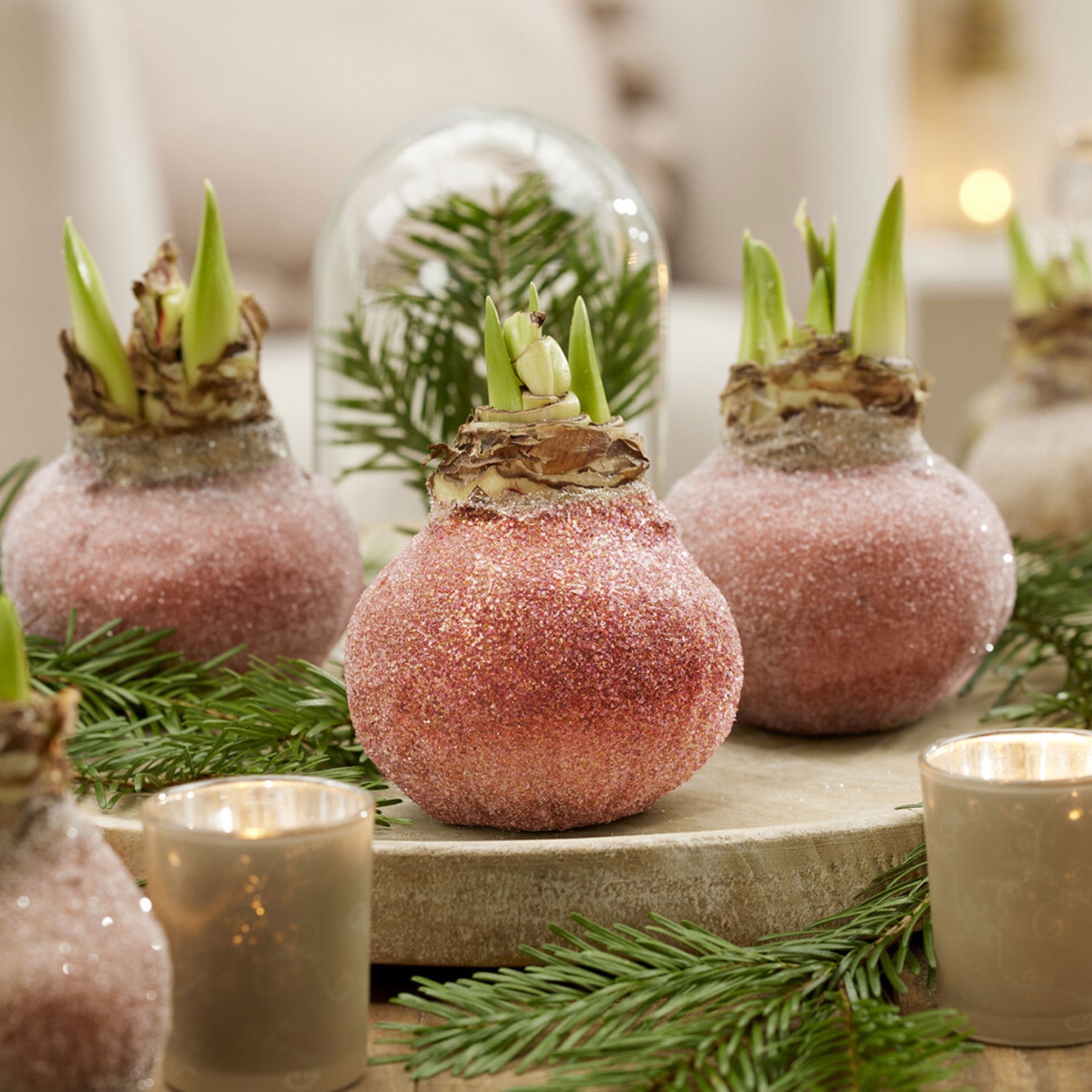 Wax Amaryllis  Magic Rosé Gold - Willemse