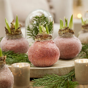 Wax Amaryllis  Magic Rosé Gold - Willemse