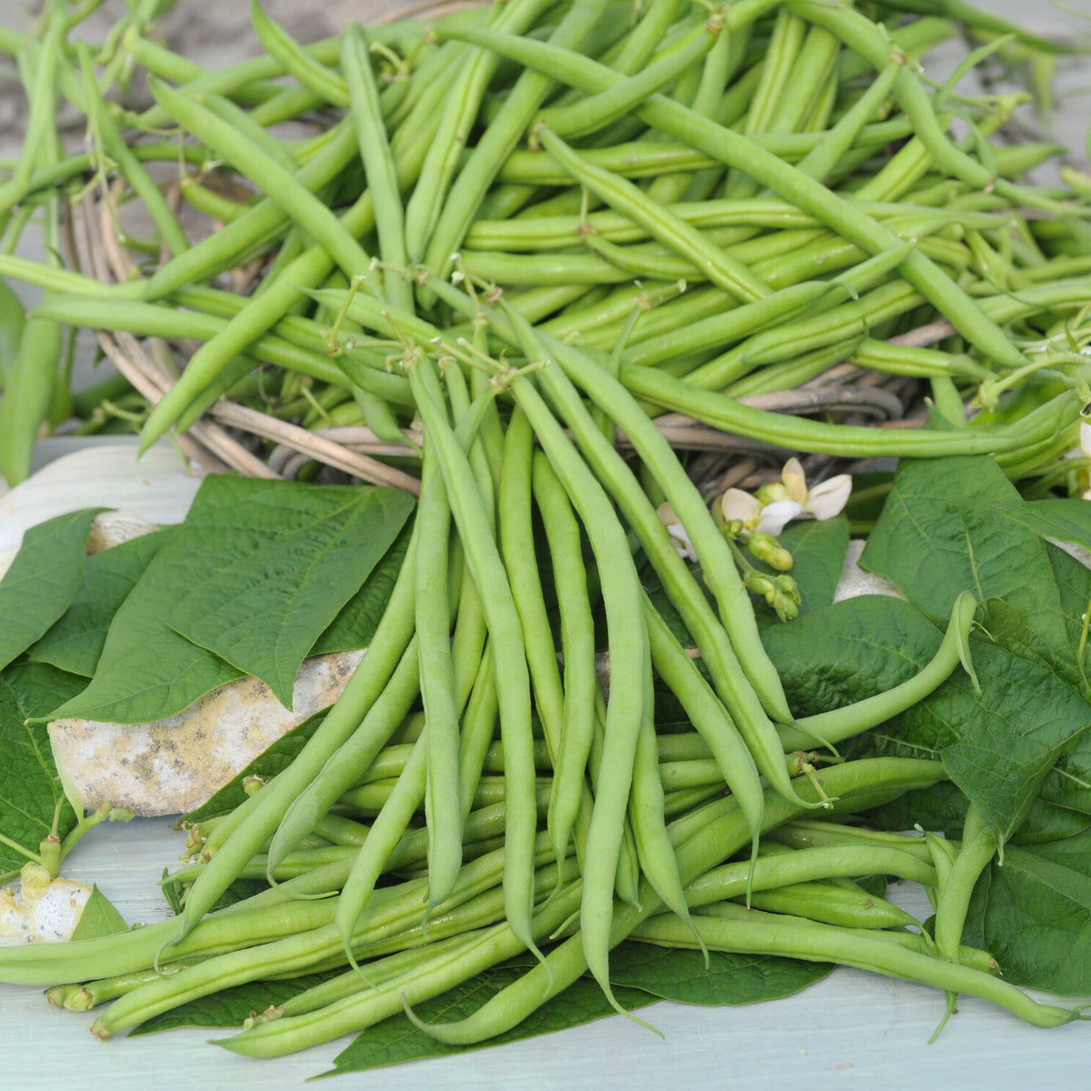 Haricot nain mangetout Castandel - Willemse
