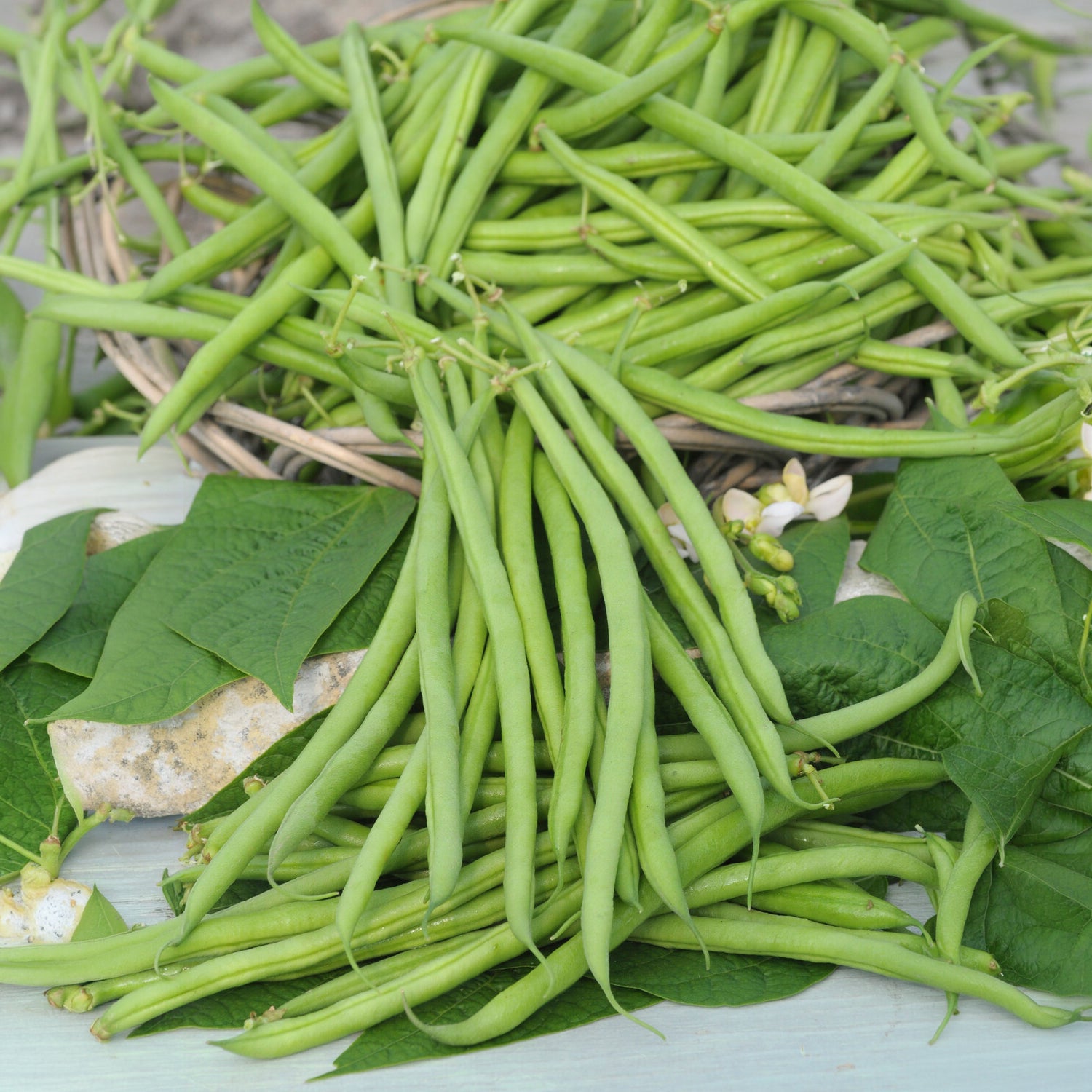 Haricot nain mangetout Castandel - Willemse