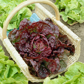 Lactuca sativa Merveille des Quatre Saisons - Laitue pommée Merveille des quatre saisons - Laitue