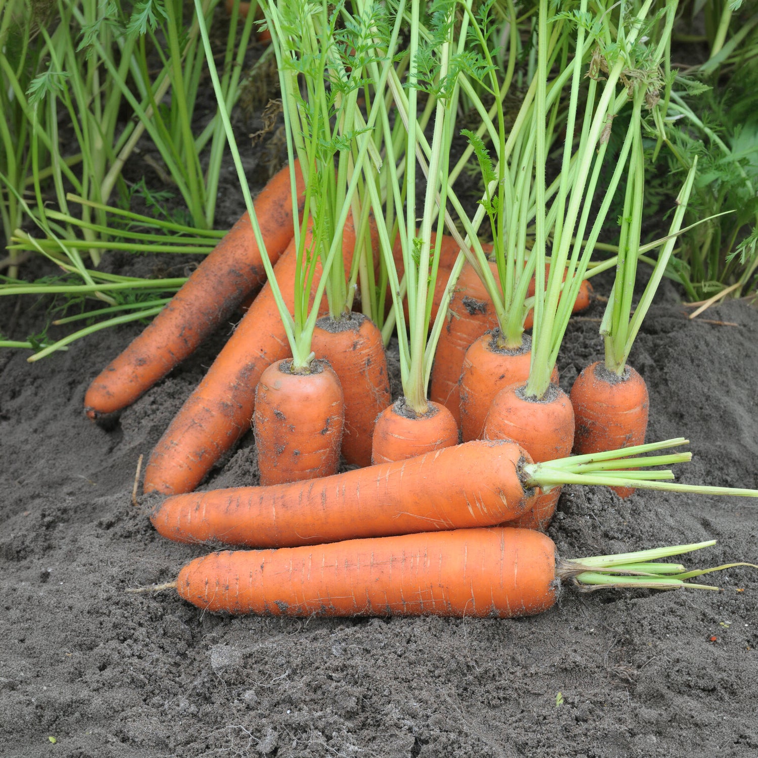 Carotte Flyaway F1 - Daucus carota flyaway f1 - Willemse