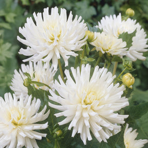 3 Dahlias cactus nain White Happiness - Willemse