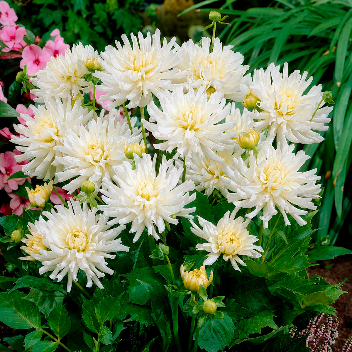 3 Dahlias cactus nain White Happiness