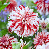 3 Dahlias décoratifs Santa Claus - Willemse