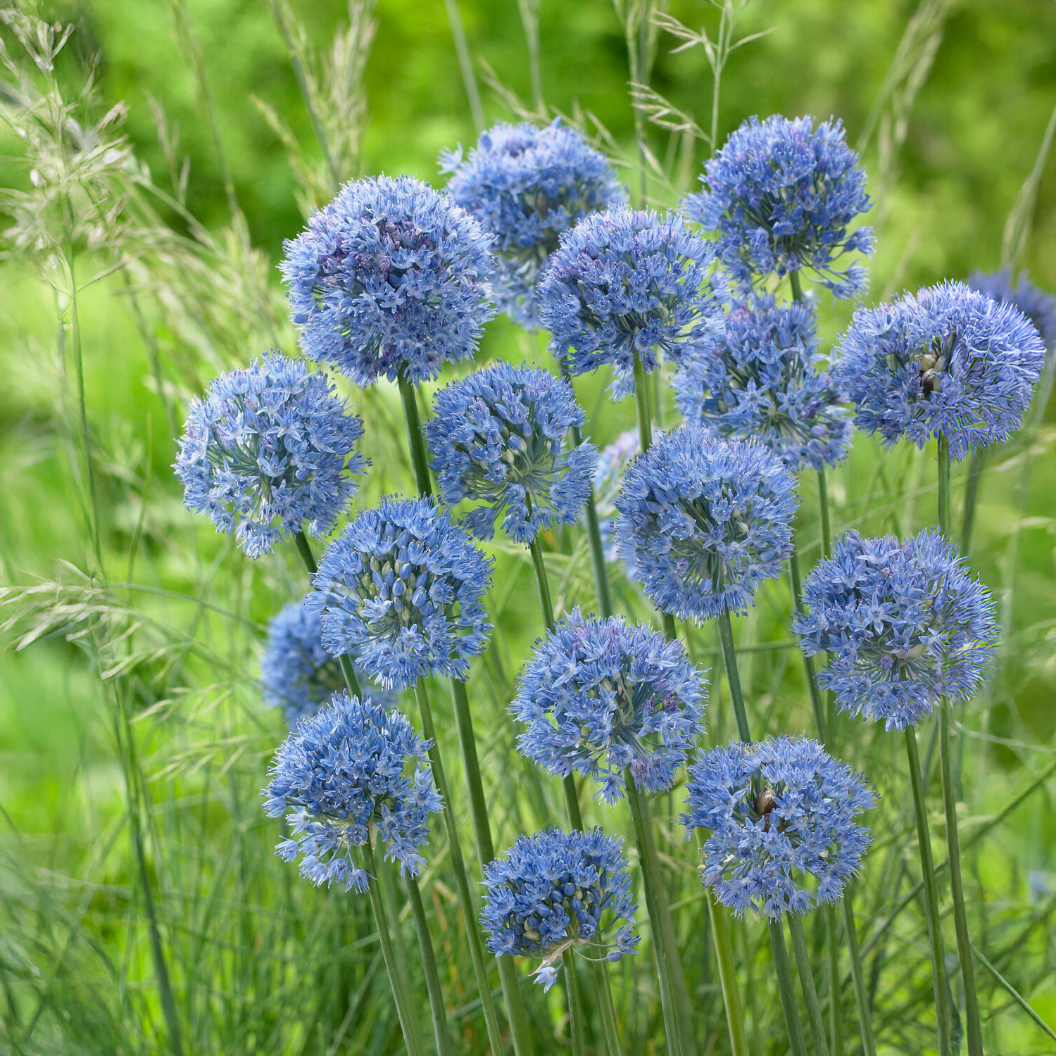 20 Alliums bleus