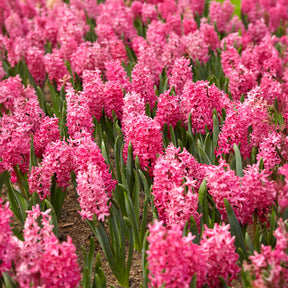 Vente 6 Jacinthes Jan Bos rouge - Hyacinthus orientalis Jan Bos