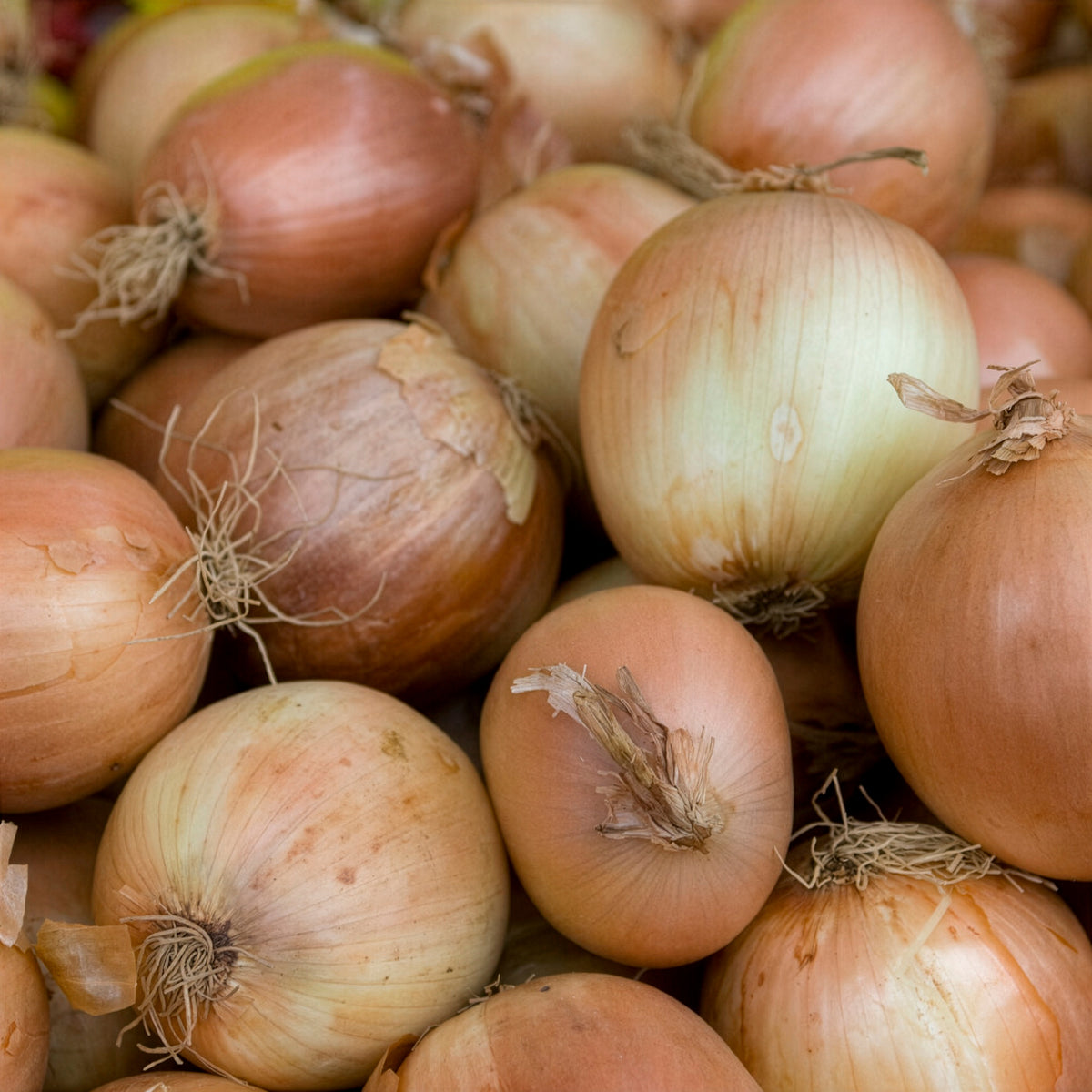 Oignon Centurion F1 - Willemse