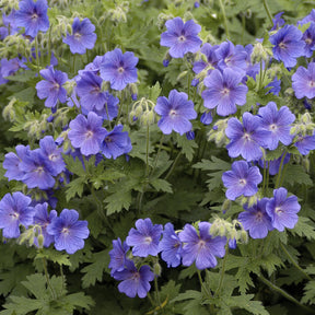 Géranium vivace bleu de l'Himalaya - Geranium himalayense - Willemse