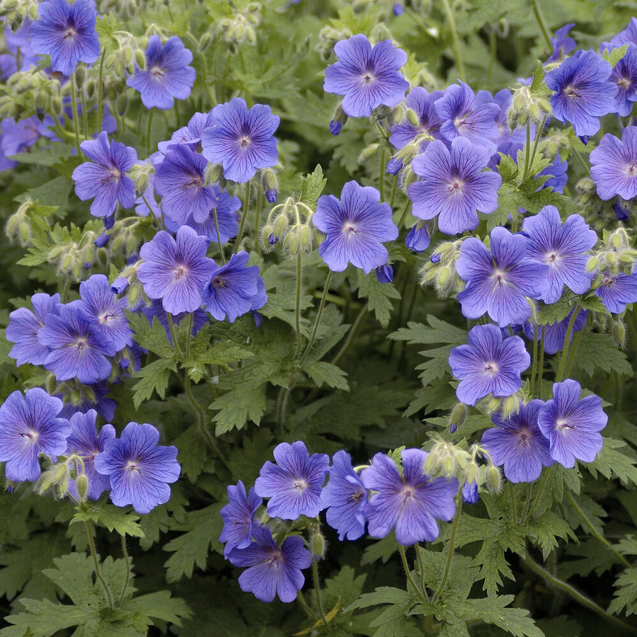 2 Géraniums vivaces à fleurs doubles bleue main image 1