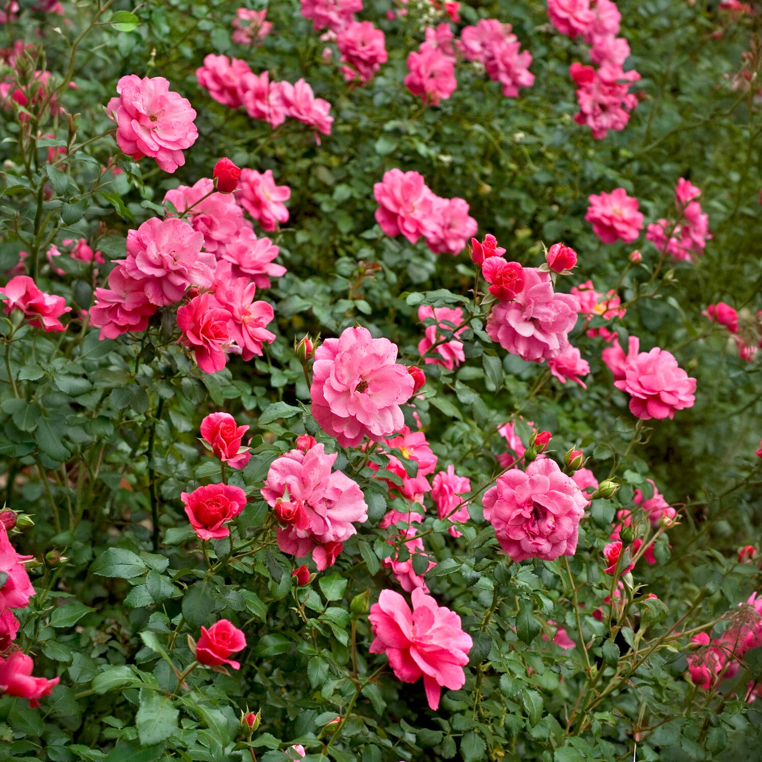 Rosa Mirato ® - Rosiers couvre-sol Mirato ® - Rosier couvre-sol
