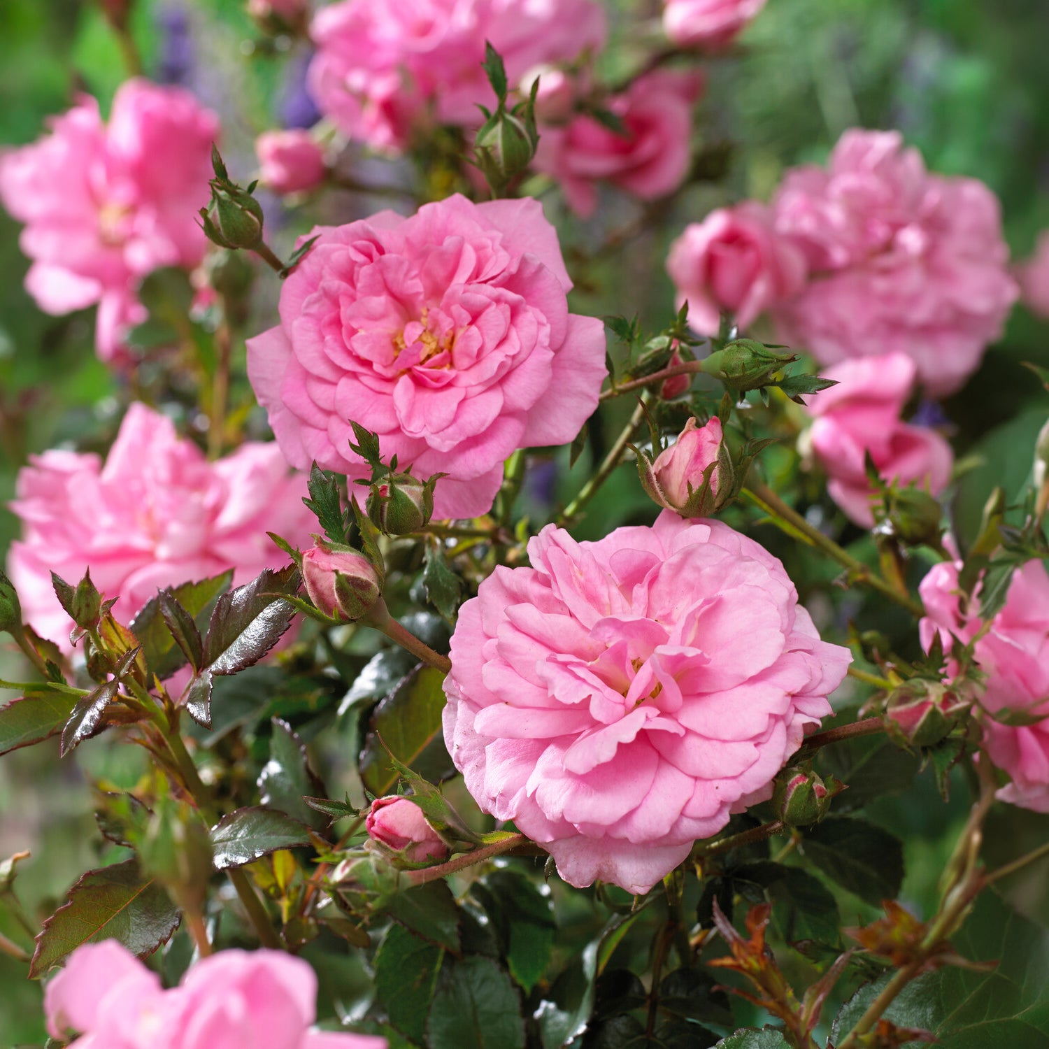 Rosier couvre-sol - Rosiers couvre-sol Mirato ® - Rosa Mirato ®