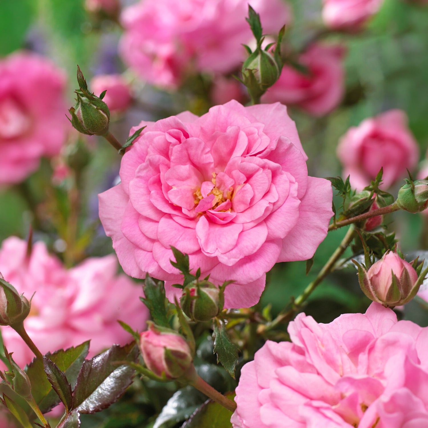 Vente Rosiers couvre-sol Mirato ® - Rosa Mirato ®