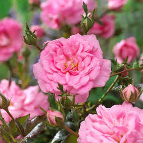 Vente Rosiers couvre-sol Mirato ® - Rosa Mirato ®