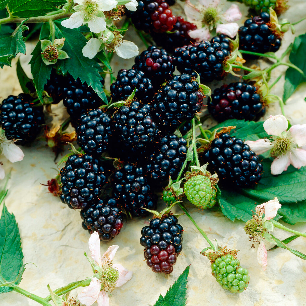 Mûrier Dirksen - Willemse