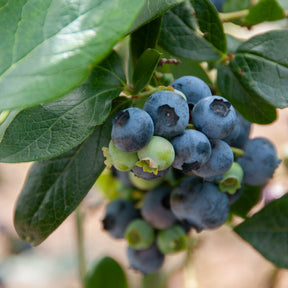 Vaccinium corymbosum Giant Patriot - Myrtillier Giant Patriot - Myrtillier