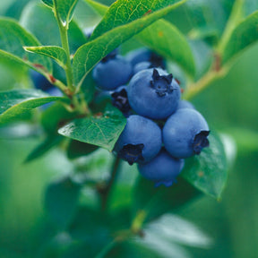 Vente Myrtillier Giant Patriot - Vaccinium corymbosum Giant Patriot