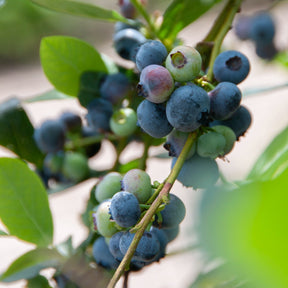 Myrtillier - Myrtillier Giant Patriot - Vaccinium corymbosum Giant Patriot