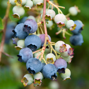 Vente Myrtillier Giant Patriot