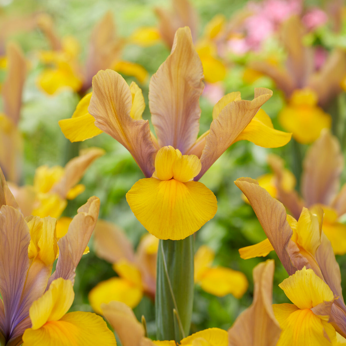 10 Iris de Hollande Bronze Perfection - Willemse