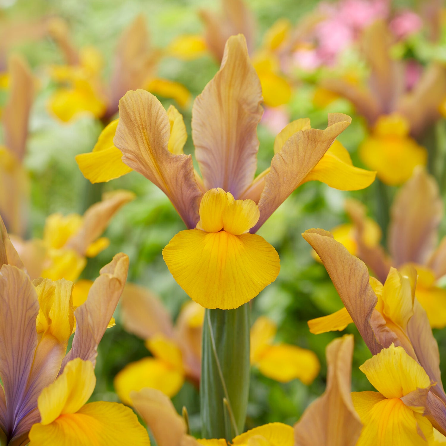 10 Iris de Hollande Bronze Perfection - Willemse
