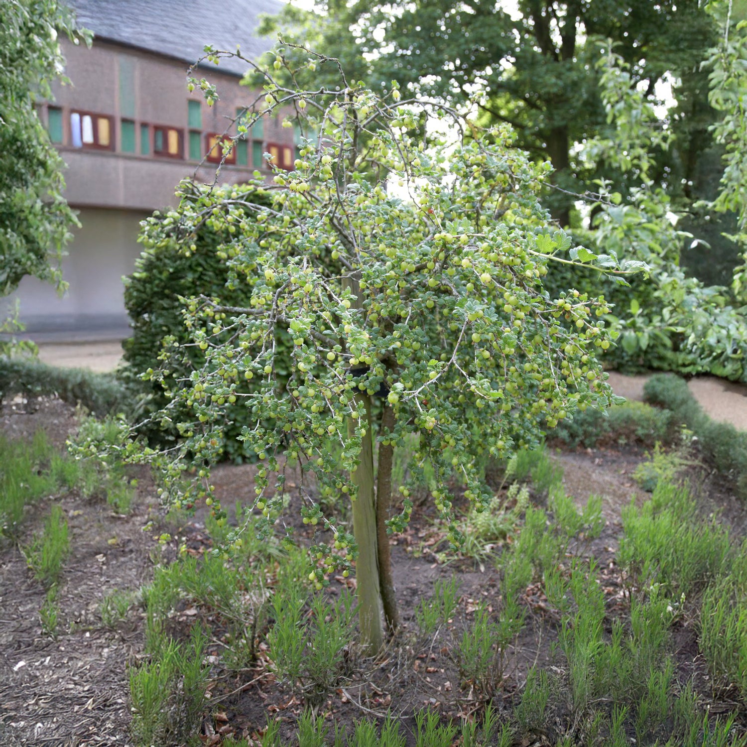 Groseillier à maquereau blanc sur tige