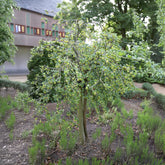 Groseillier à maquereau blanc sur tige