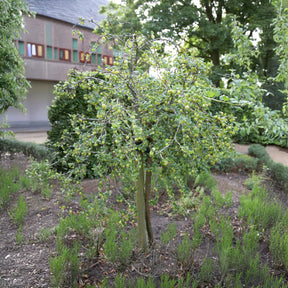 Groseillier à maquereau blanc sur tige