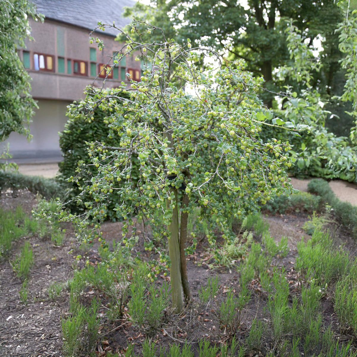 Groseillier à maquereau blanc sur tige