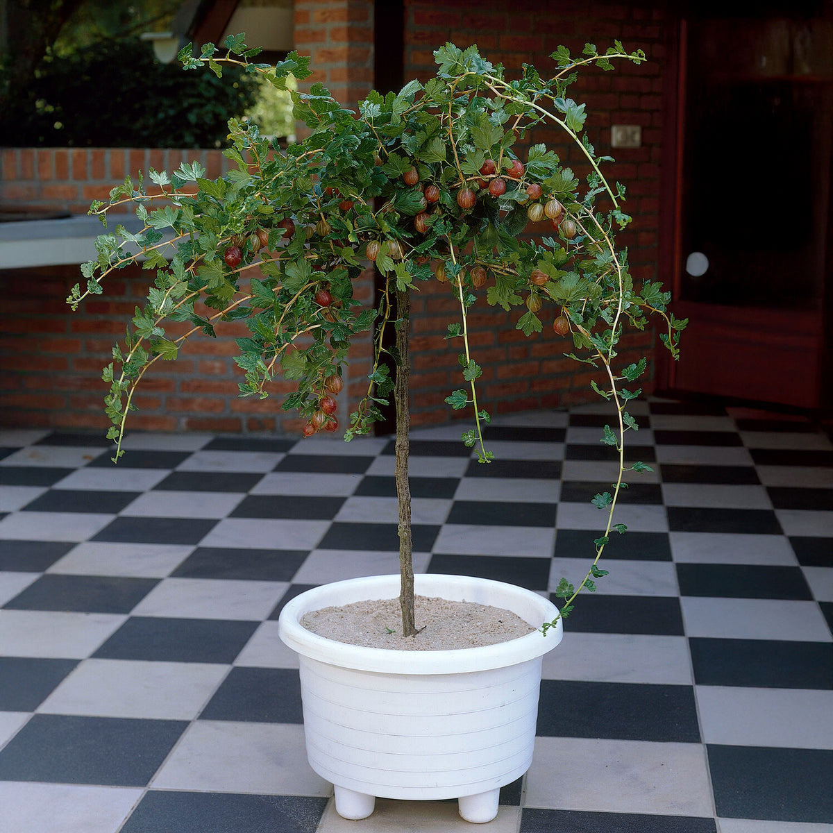 Groseillier à maquereau rouge sur tige