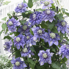 Clématite Diamantina - Clematis Diamantina Evipo 039 - Willemse
