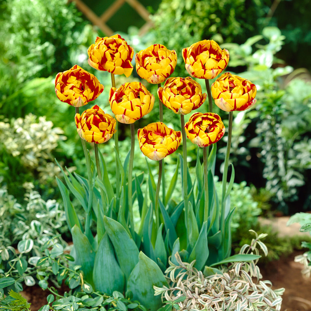 10 Tulipes à fleurs de pivoine Golden Nizza
