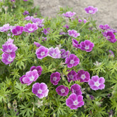 Géranium vivace sanguin Elke - Willemse